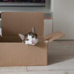 Un chat curieux explorant des cartons de déménagement et des meubles dans sa maison actuelle, s'adaptant aux nouvelles habitudes avant le grand déménagement vers sa nouvelle maison.