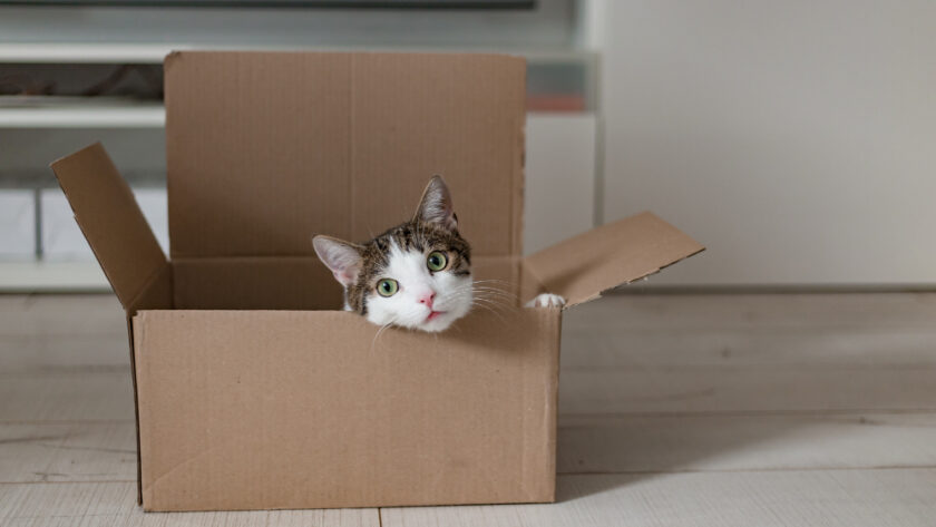 Un chat curieux explorant des cartons de déménagement et des meubles dans sa maison actuelle, s'adaptant aux nouvelles habitudes avant le grand déménagement vers sa nouvelle maison.